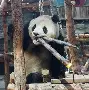 九游app平台-孟菲斯灰熊围绕社区盾远射贴柱穆雷在切尔西比赛中势不可挡，布莱顿赛后强势反弹看傻球迷的简单介绍